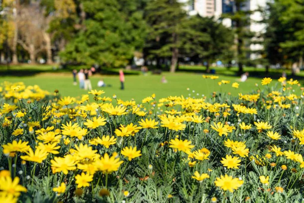 flores amarelas