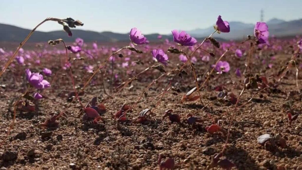 flores deserto atacama