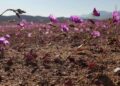 flores deserto atacama