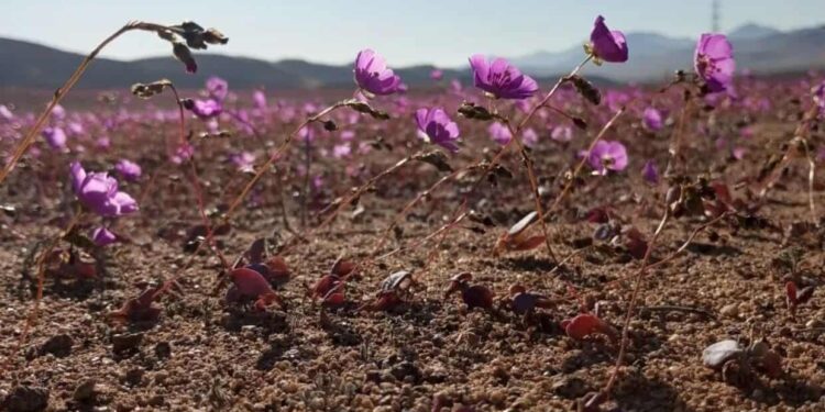 flores deserto atacama