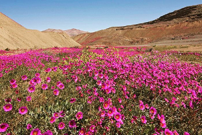 flores deserto atacama 2