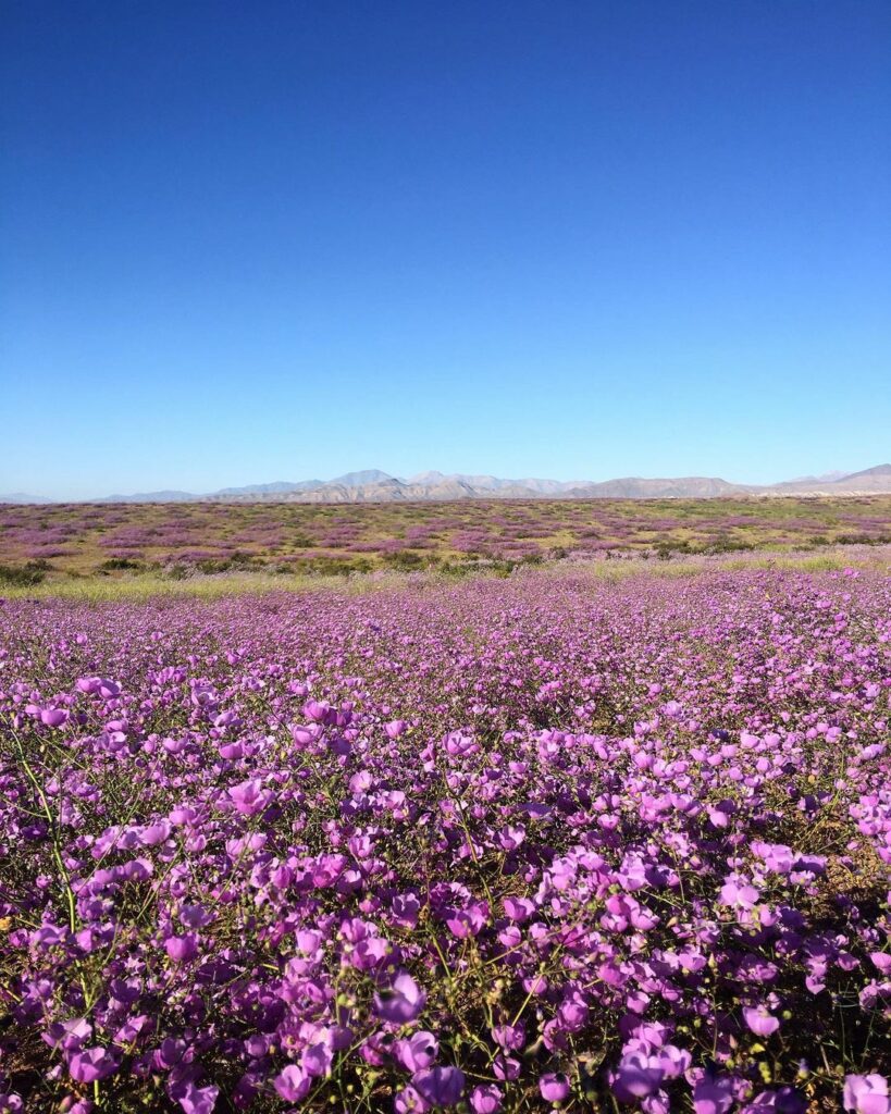 flores deserto atacama 3