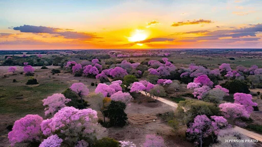 ipe roxo pantanal