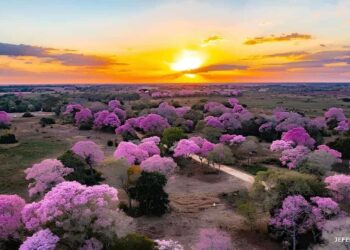 ipe roxo pantanal