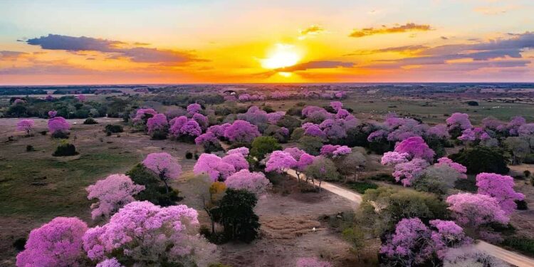 ipe roxo pantanal