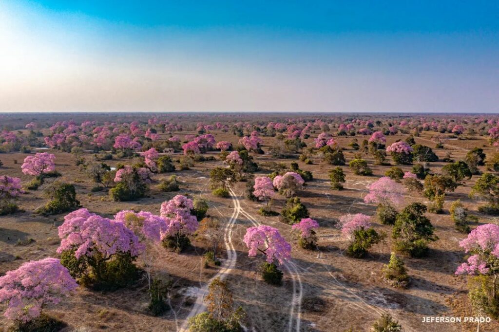 ipe roxo pantanal 2