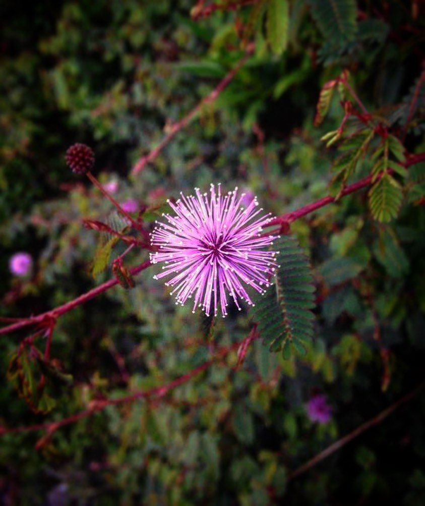 jardim abelhas dormideira