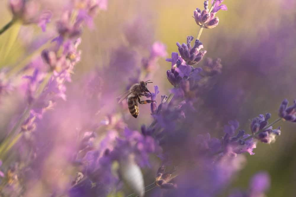 jardim abelhas lavanda