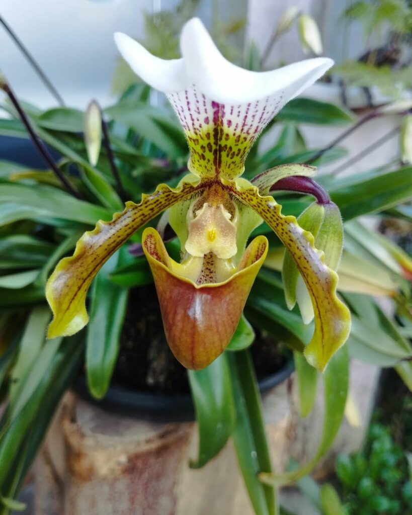 orquidea sapatinho 2