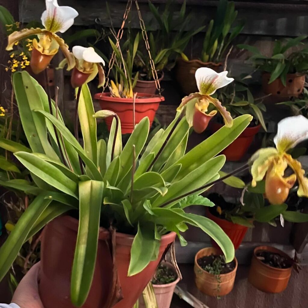 orquidea sapatinho 3