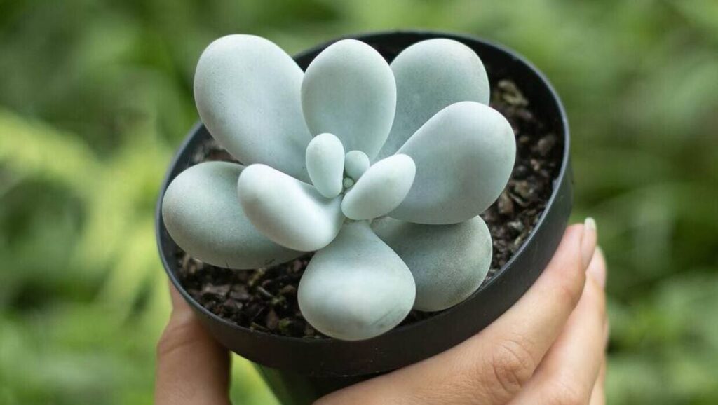 pachyphytum oviferum