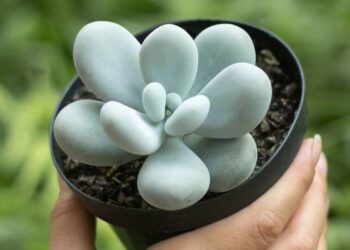 pachyphytum oviferum