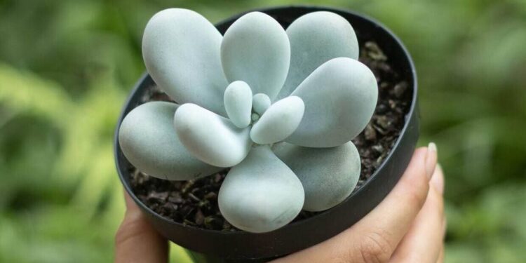 pachyphytum oviferum