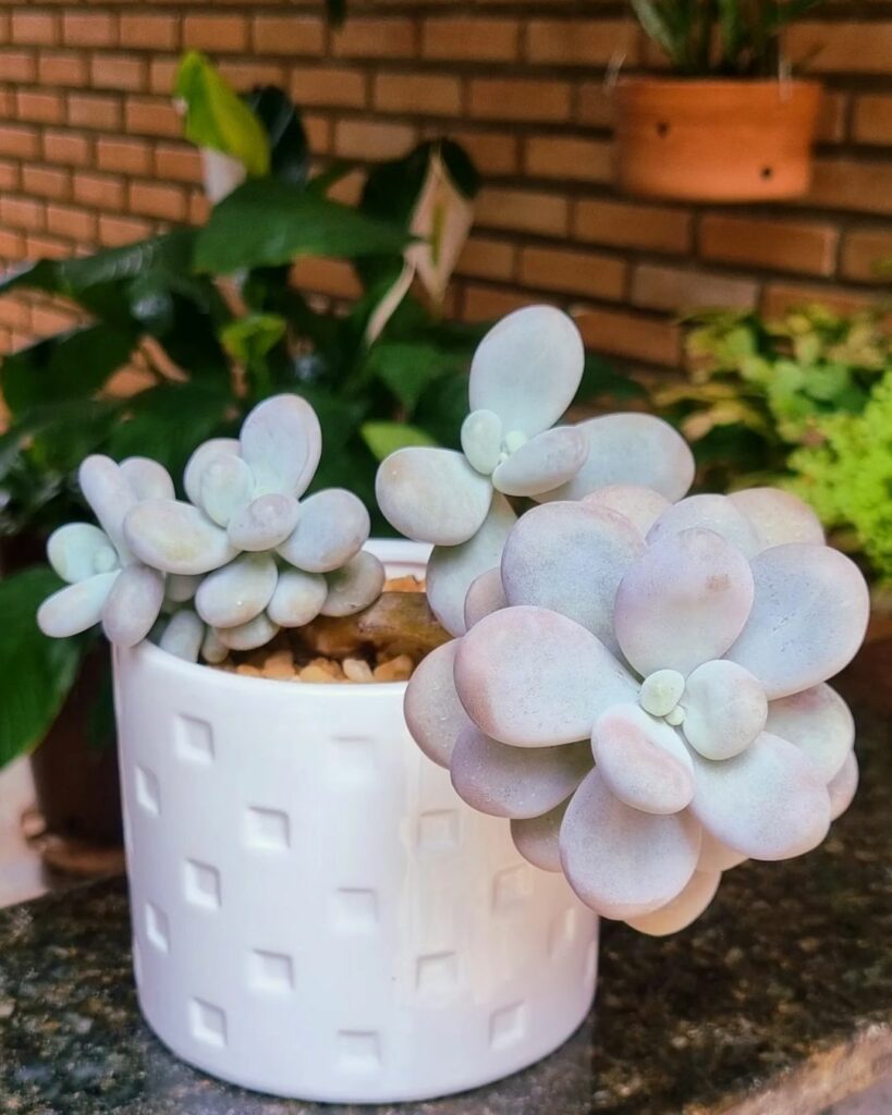 Pachyphytum Oviferum