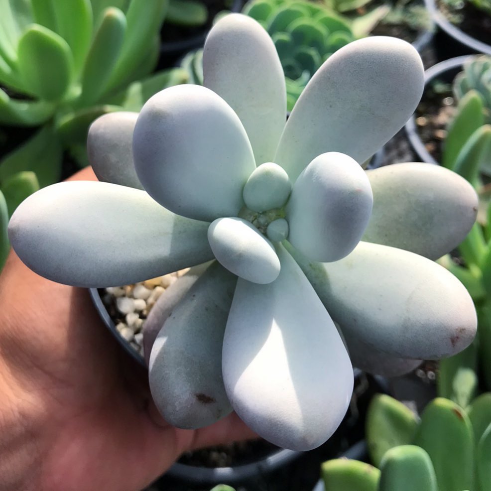 Pachyphytum Oviferum