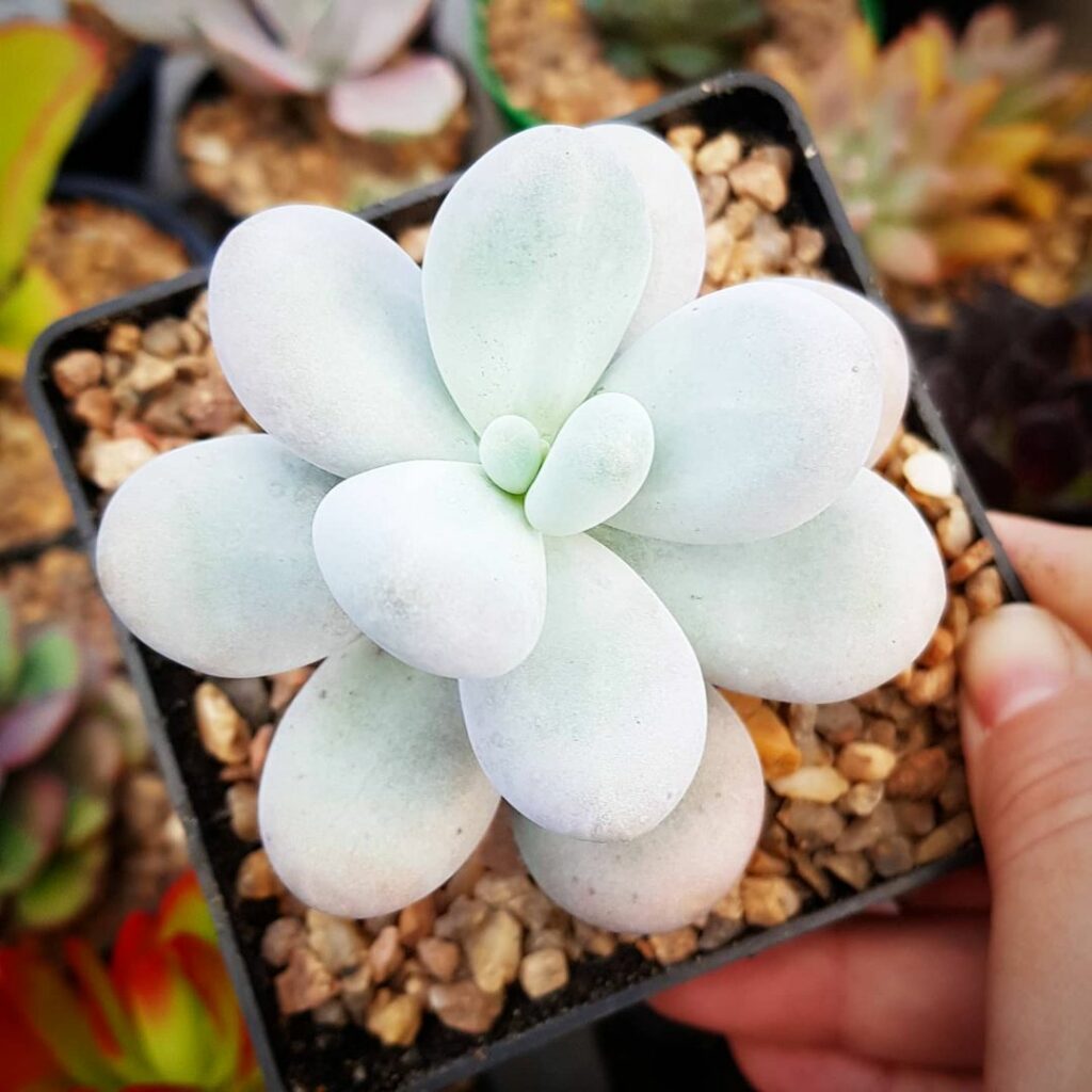 Pachyphytum Oviferum