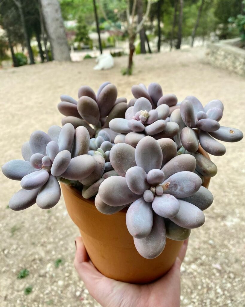 pachyphytum oviferum 5