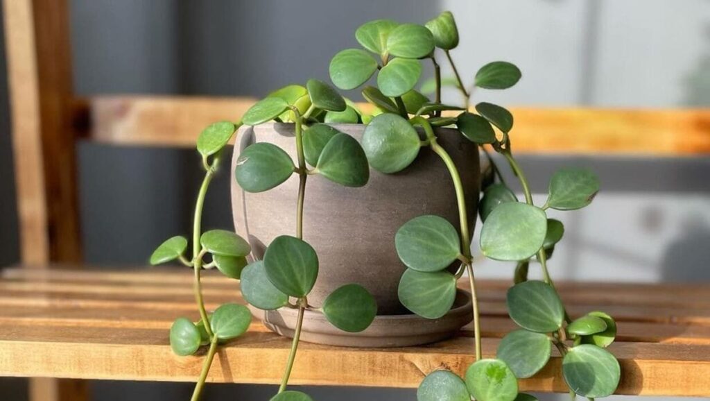 peperomia hope