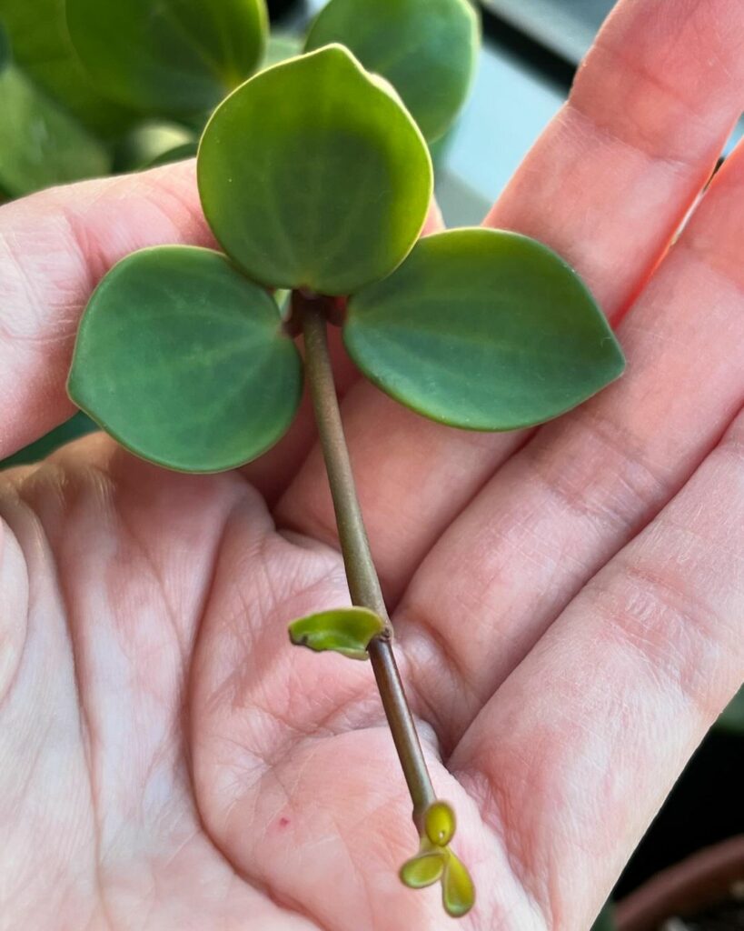 peperomia hope 5