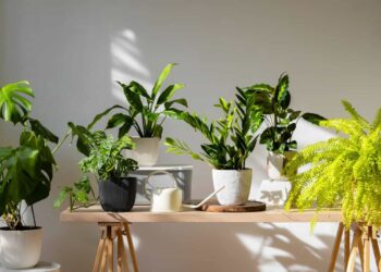 plantas que odeiam sol