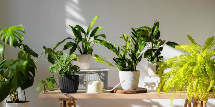 plantas que odeiam sol