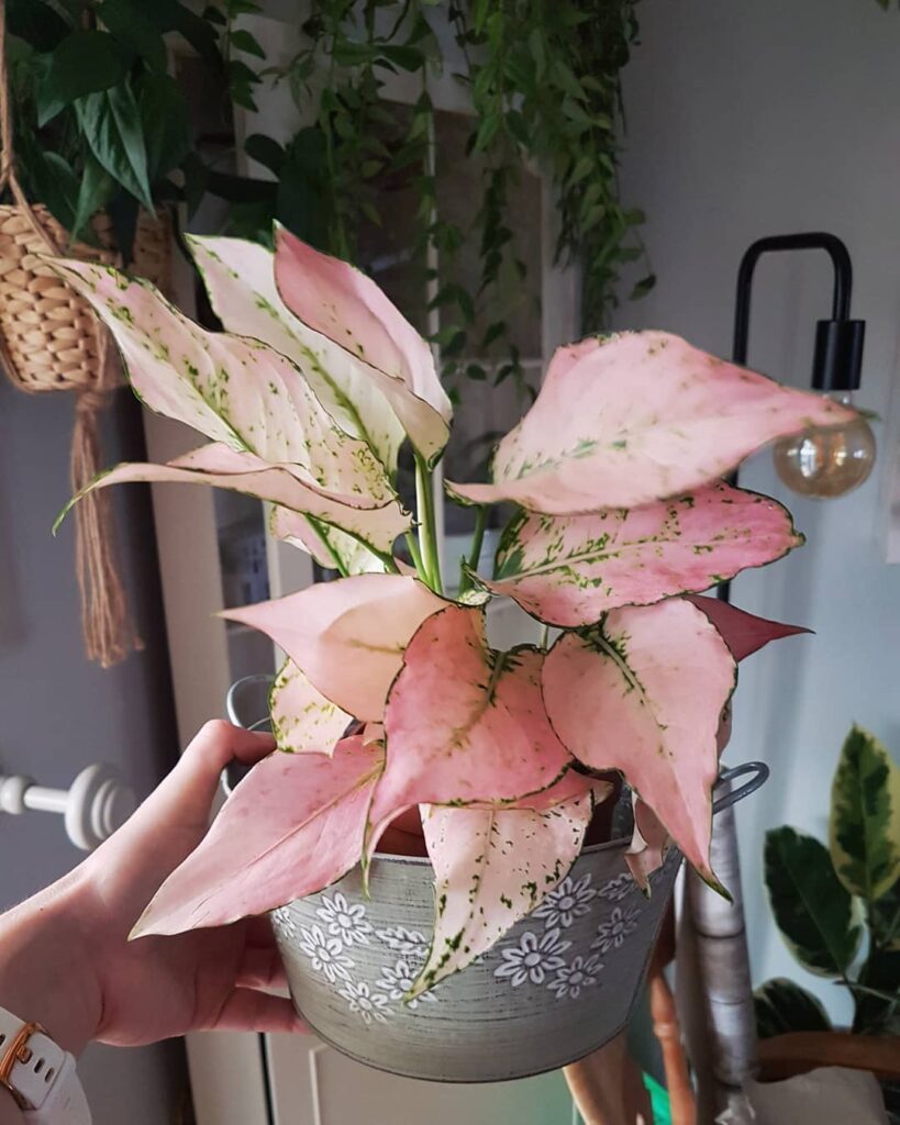 plantas rosa outubro aglaonemarosa