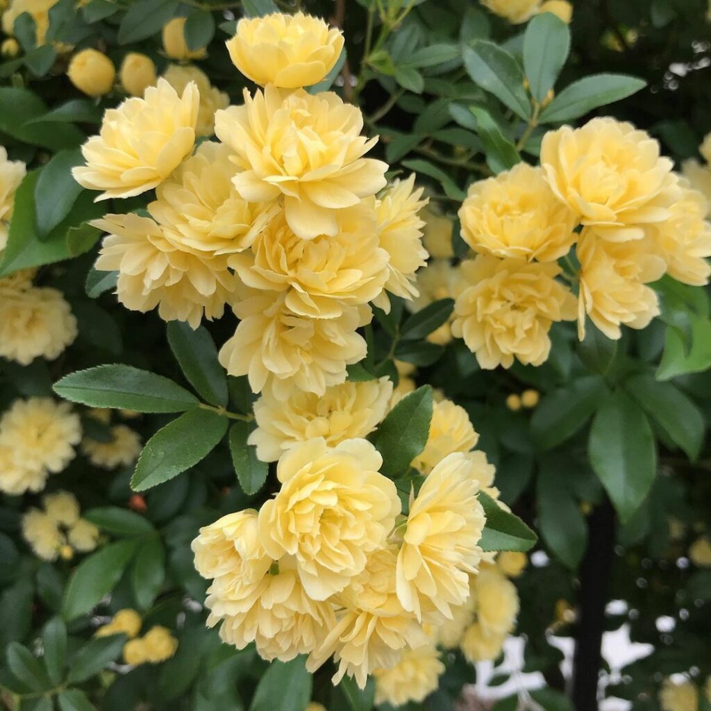 rosa banksiae 3