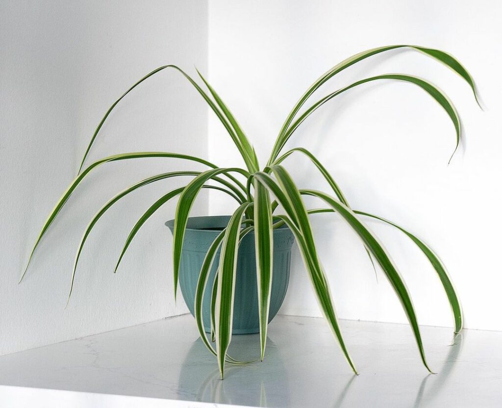 Chlorophytum comosum 2