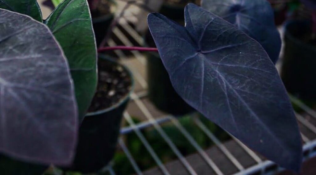 Colocasia 'Black Magic'