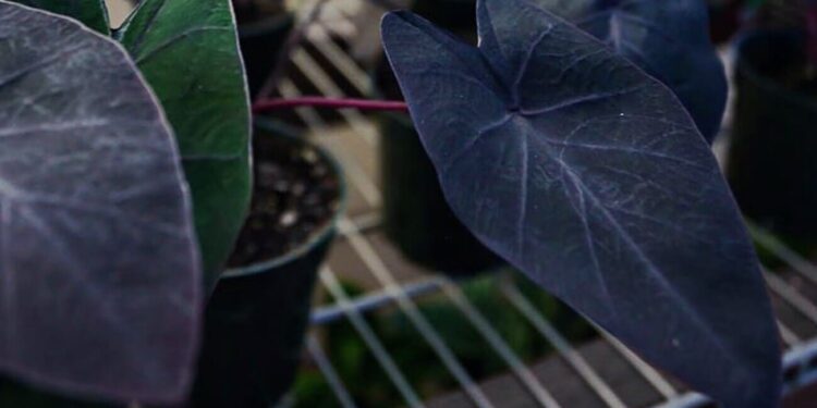 Colocasia 'Black Magic'