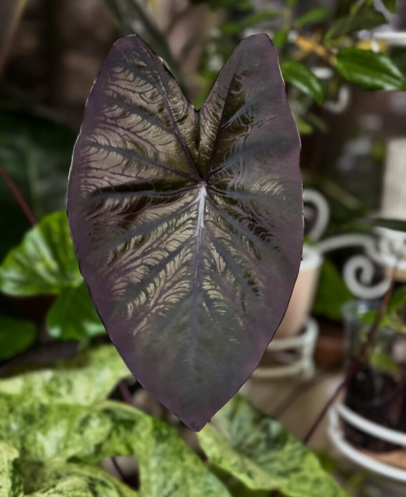 Colocasia Black Magic 2