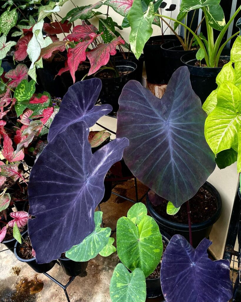 Colocasia Black Magic 3