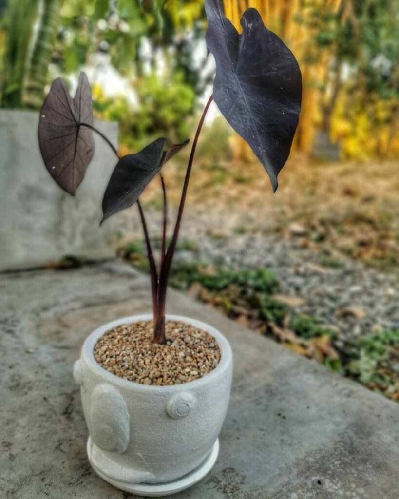 Colocasia Black Magic 4