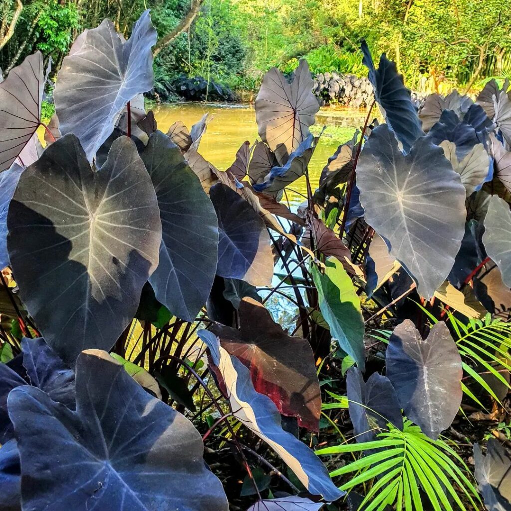 Colocasia Black Magic 5