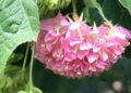 Dombeya wallichii