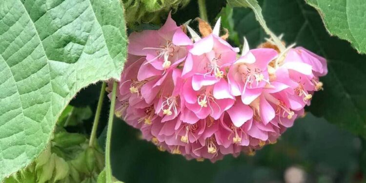 Dombeya wallichii