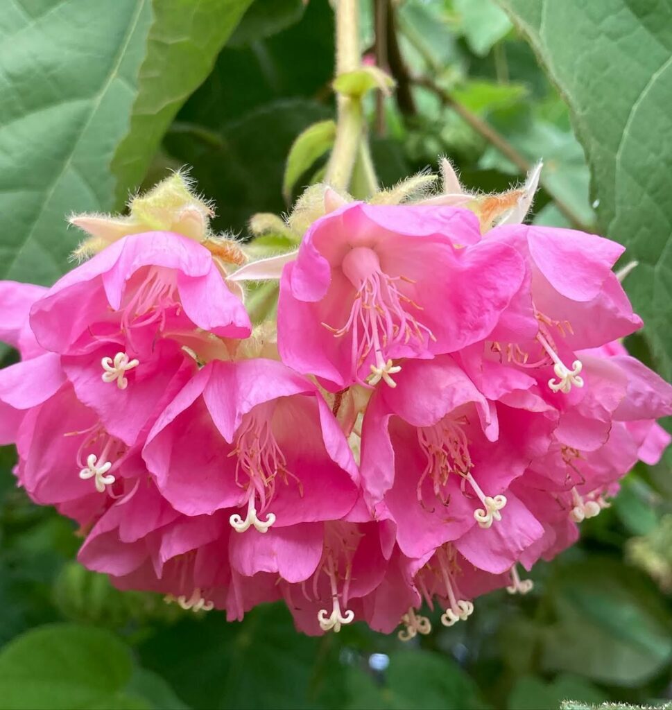 Dombeya wallichii 2