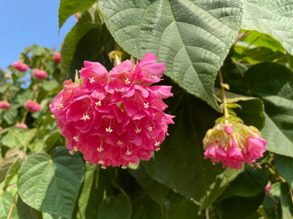 Dombeya wallichii 3