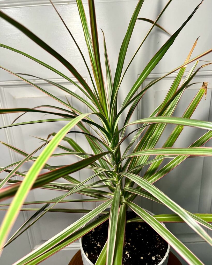 Dracaena marginata 2