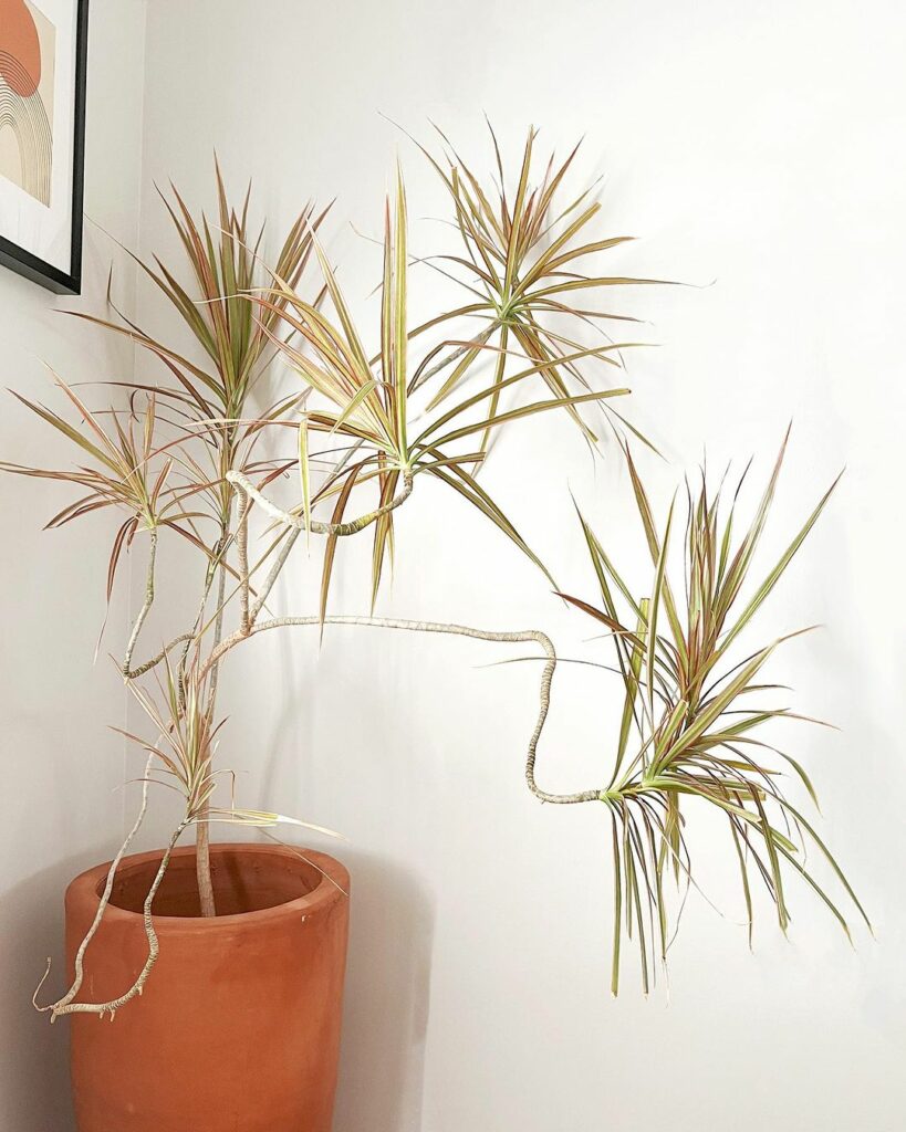 Dracaena marginata 4