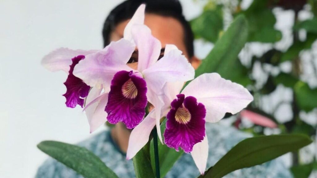 Laelia purpurata