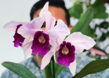 Laelia purpurata