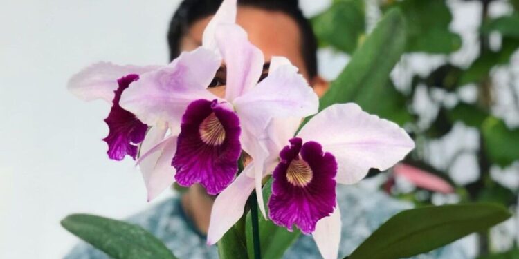 Laelia purpurata