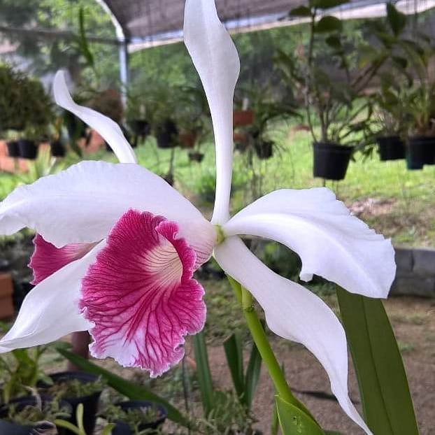 orquidariogoias