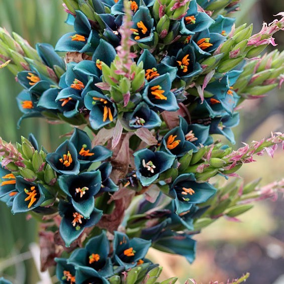 Puya alpestris 2