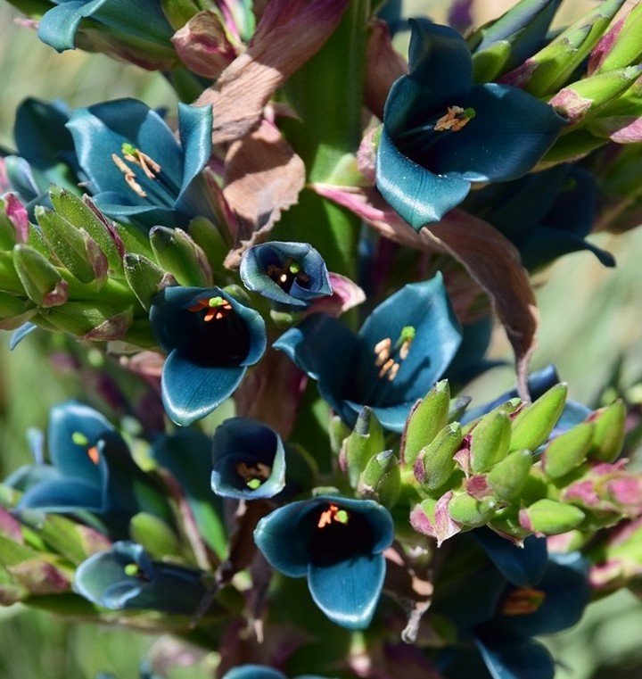 Puya alpestris 3