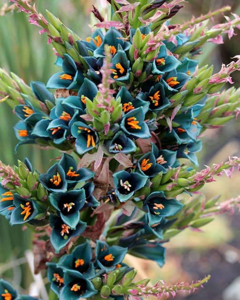 Puya alpestris 4