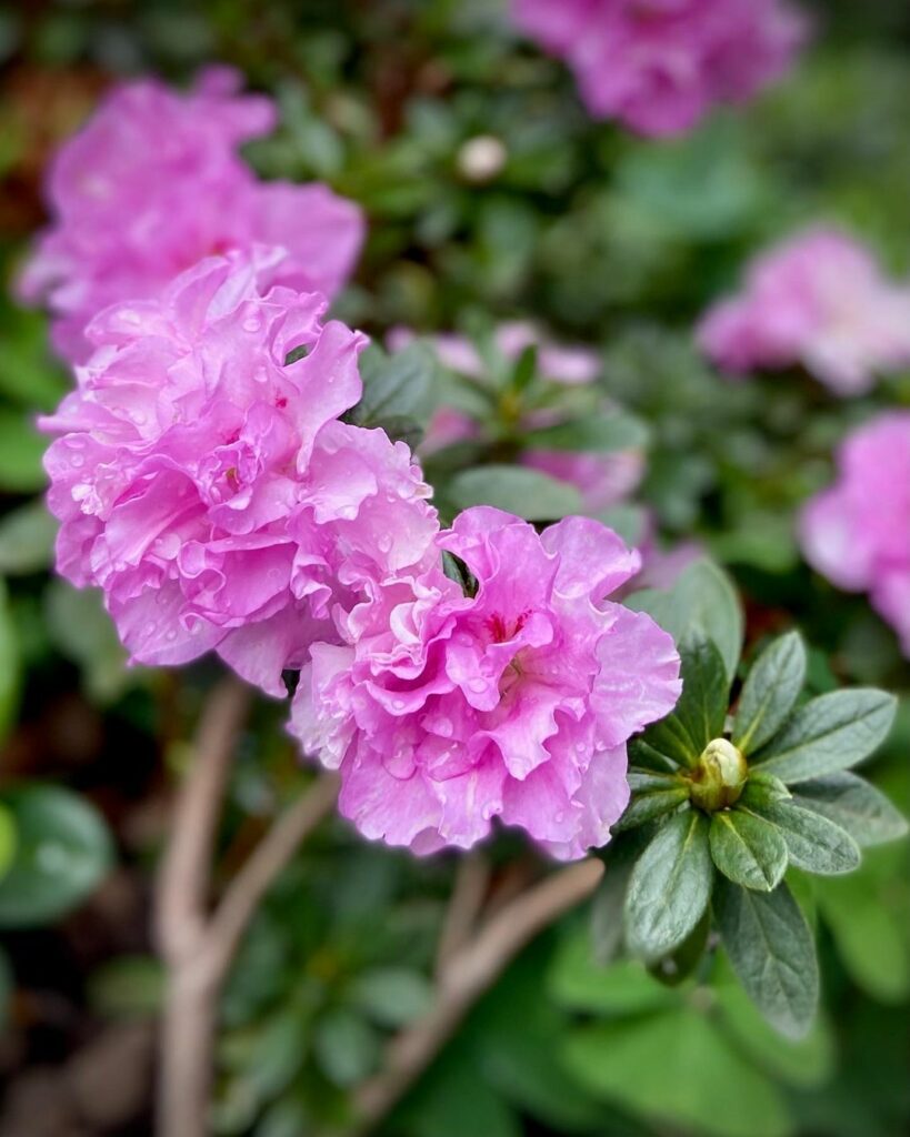 rododendro (Rhododendron Simsii)