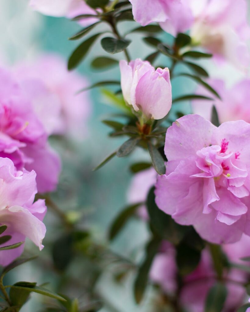 rododendro (Rhododendron Simsii)