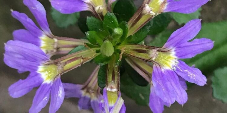 Scaevola aemula